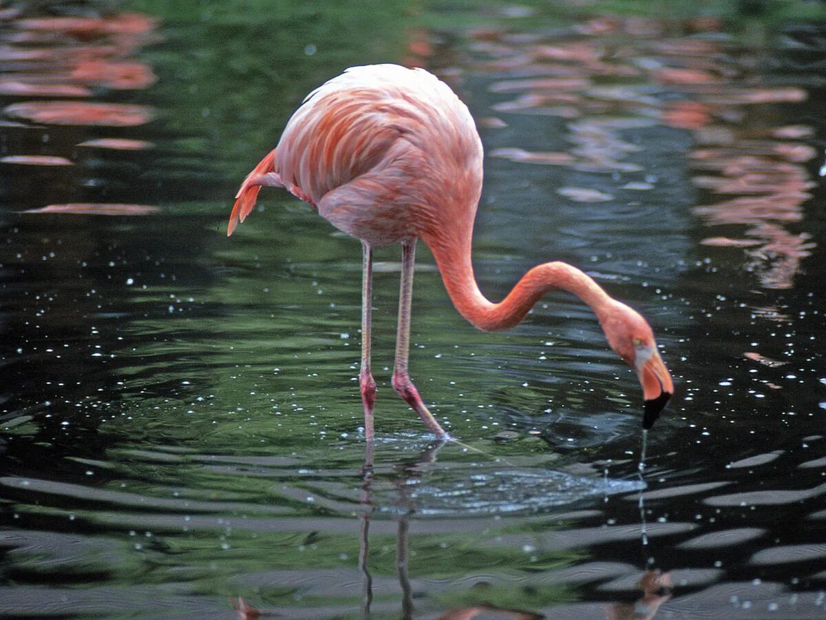 Чем питается фламинго. Розовый фламинго рыбка. phoenicopterus. розовый фламинго питается. что едят фламинго.
