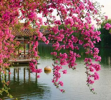 Цветущие деревья в китае