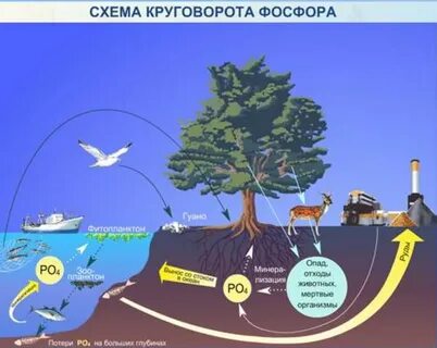 Биогеохимический цикл фосфора схема биология 9 класс