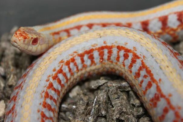 Калифорнийский подвязочный уж. Thamnophis Marcianus Albino. Калифорнийская Краснобокая подвязочная змея. Подвязочный полоз.