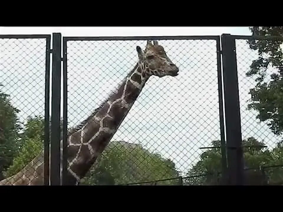 1 раз в зоопарке. 1 раз в зоопарке