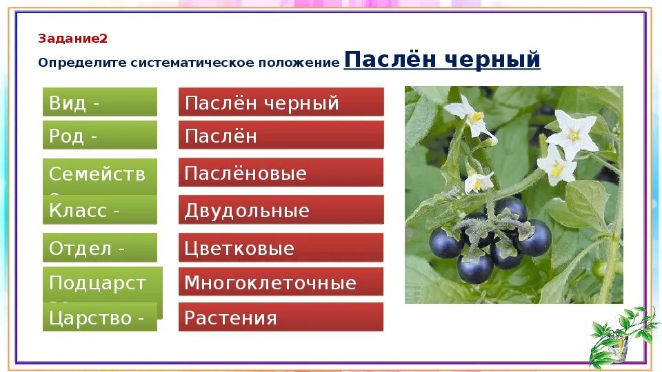 Пасленовые царство отдел класс. Цветок растений семейства Пасленовые. Пасленовые царство отдел класс семейство. Паслён чёрный царство отдел класс.