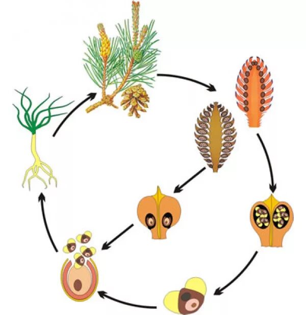 Половое размножение хвойных. Размножение голосеменных схема. Размножение голосеменных сосна. Размножение голосеменных хвойных. Цикл развития голосеменных сосны.