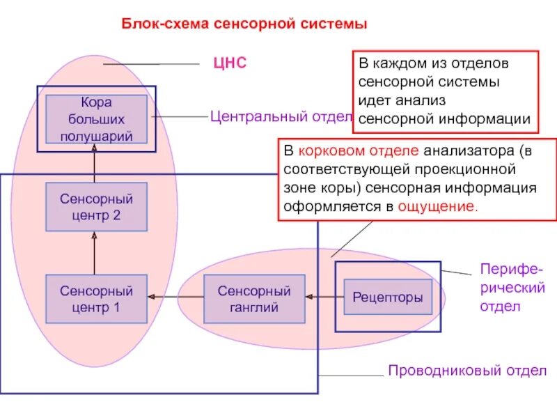 К принципам организации сенсорных систем можно отнести. Схема строения сенсорной системы. схема тактильной сенсорной системы. блок схема зрительной сенсорной системы. нарисовать блок-схему зрительной сенсорной системы..