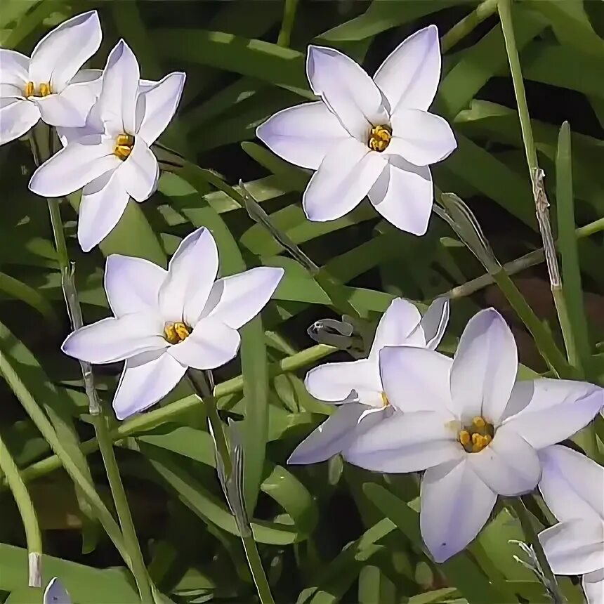 Ифейон цветок фото. Многолетние цветы ифейон. Ифейон wisley blue. Ифейон цветок фото и описание. Ифейон одноцветковый.