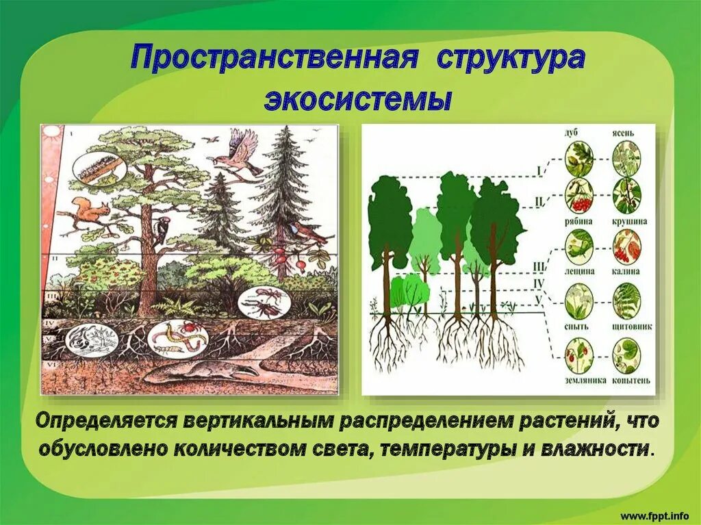 Мозаичное строение сообщества обусловлено
