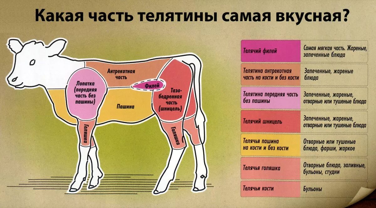 Части говядины для чего подходит. Части говядины. Телятина части туши. Какая часть телятины самая вкусн. Говядина и телятина схема.