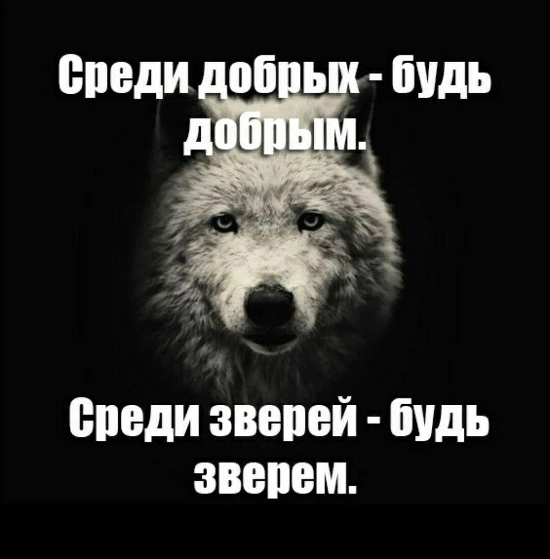 Цитаты про тварей. Среди зверей будь зверем. Среди добрых будь добрым среди зверей будь зверем. Среди зверей живи как зверь. Среди зверей есть