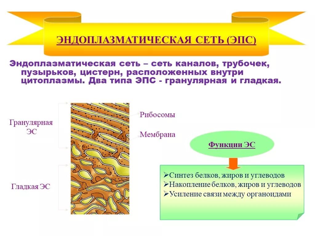 Гладкая и гранулярная эндоплазматическая сеть функции. Гранулярная эндоплазматическая сеть функции. Гранулярная ЭПС функции.