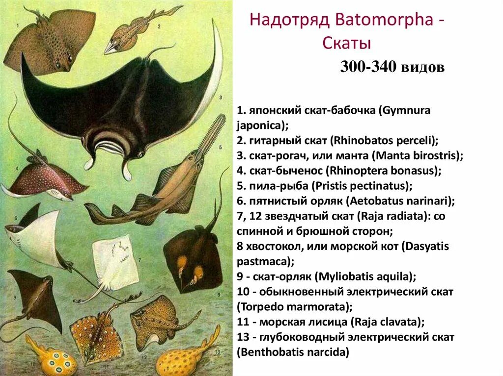 Найти слова скат. Скат Рогач Манта. Строение ската. Внутреннее строение ската. Внешний вид ската вид сверху и снизу.