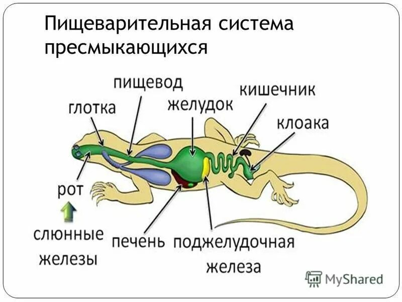 Строение рептилий кратко