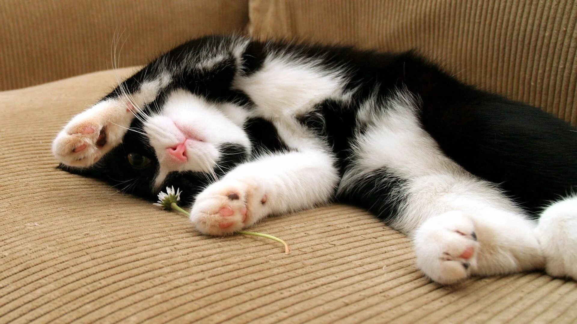 Animal dream. Спящие котята. Милый кот. Забавные кошки. Черно белый кот.