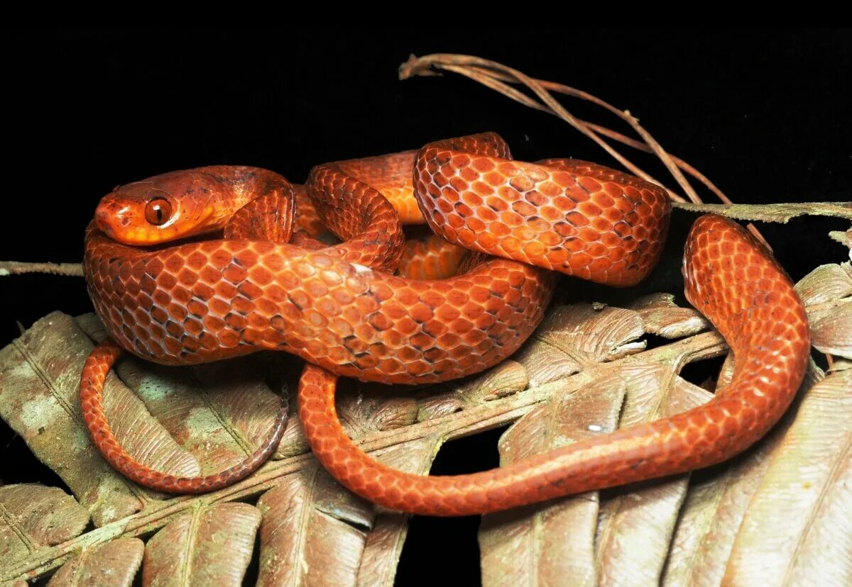 Эфиопская Горная гадюка. Змеи гибриды. Международный день змеи. Мохнатая змея.