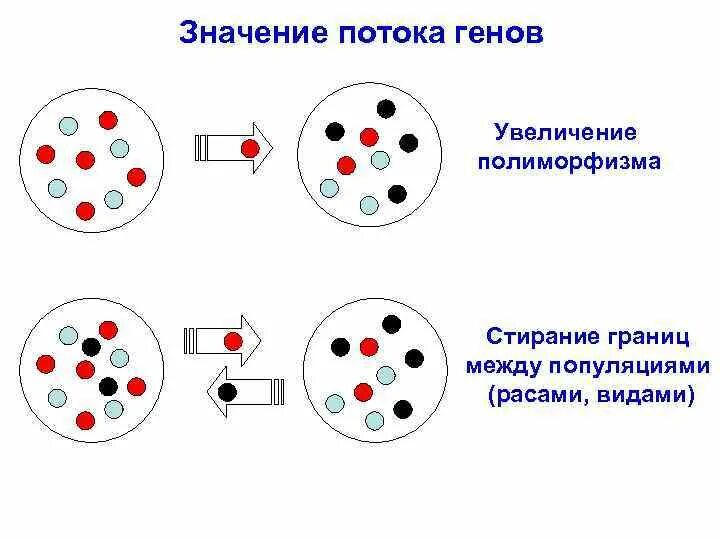 Изоляции миграции. Генный поток. Примеры миграции генов. Поток генов в популяции. Миграции генетика.