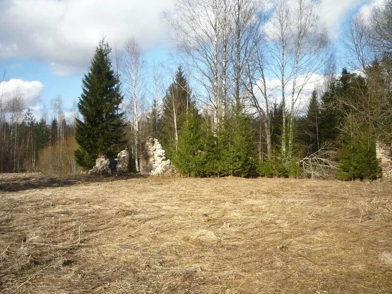 Борницкий лес городок гатчинский р-н. Березовая роща тольятти. Гатчинский лес. Гейзеры в гатчинском районе. Гатчинский лес.