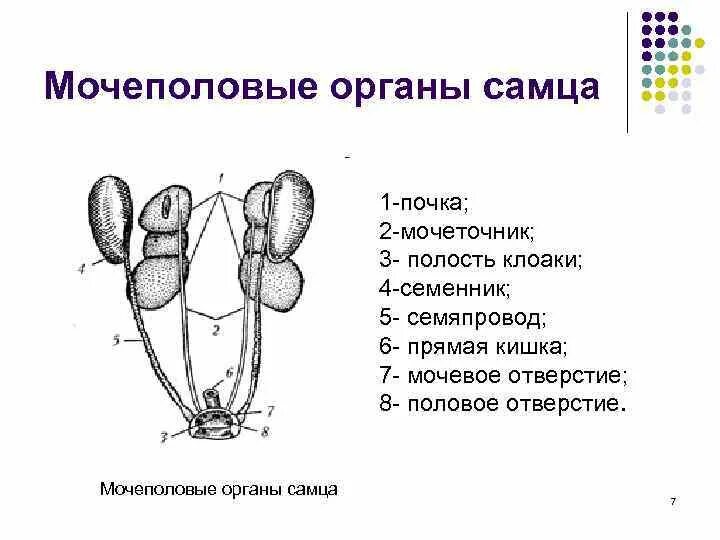 Мочеполовая система млекопитающих схема. Мочеполовая система птиц схема. Строение кролика половая система. Схема органы размножения самца. Назовите органы размножения