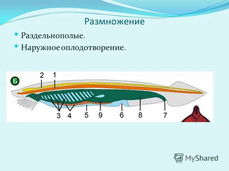 Трубчатая нервная система ланцетника. Упругий тяж. Нервная система ланцетника. Хорда у животных. Пищеварительная система ланцетника.