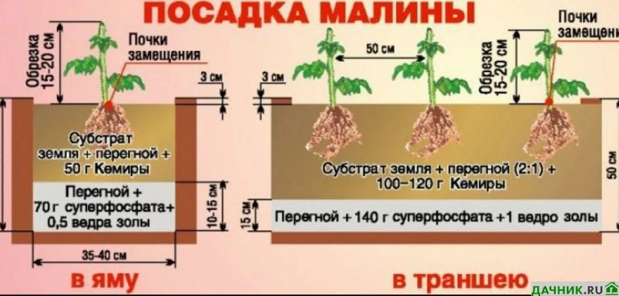 Можно ли сажать ремонтантную малину. Схема посадки малины. Посадка малины осенью саженцами схема. Посадка малины схема посадки. Схема посадки кустовой малины.