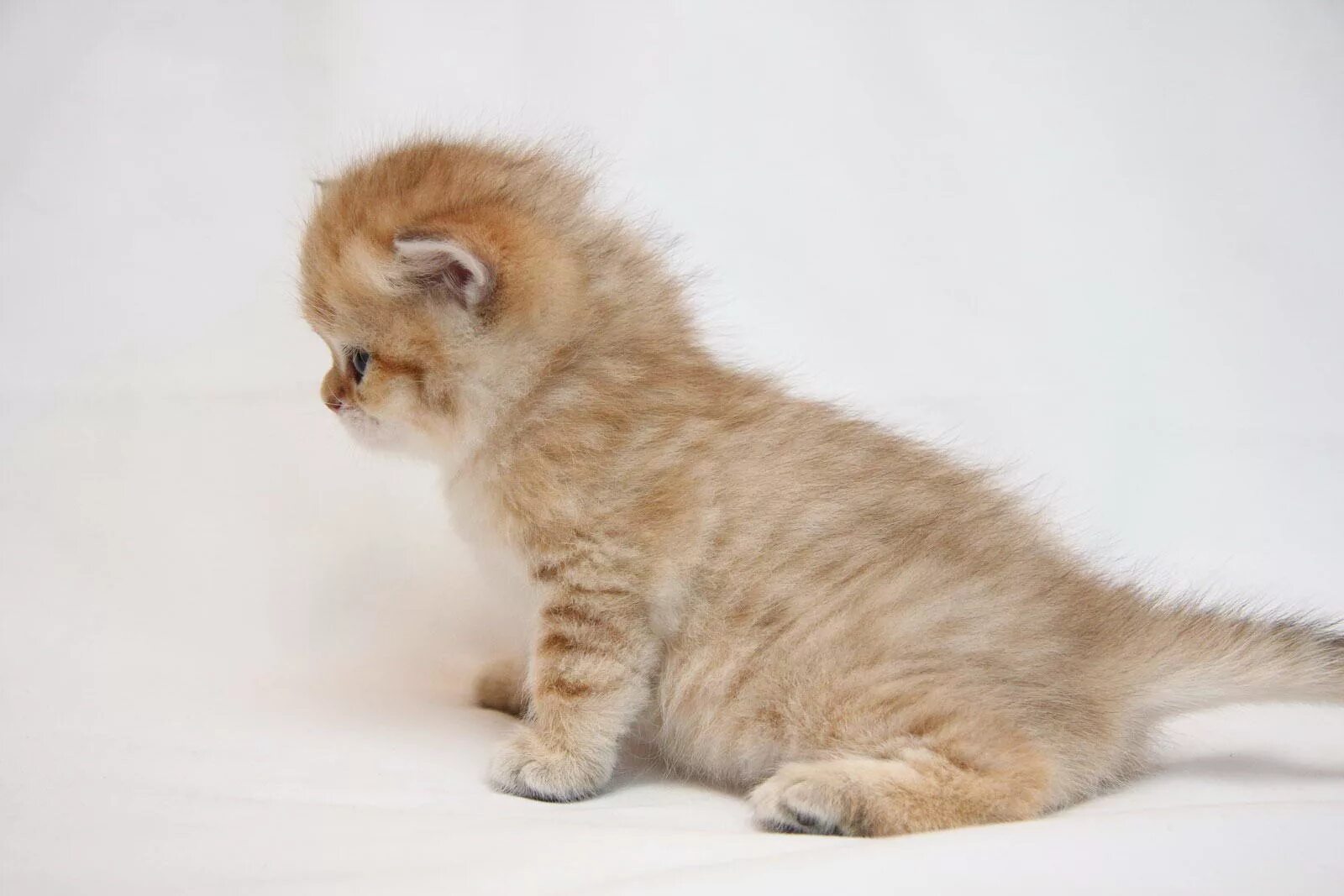 Пин на доске Cat Самые милые животные, Милые котики, Кошачьи