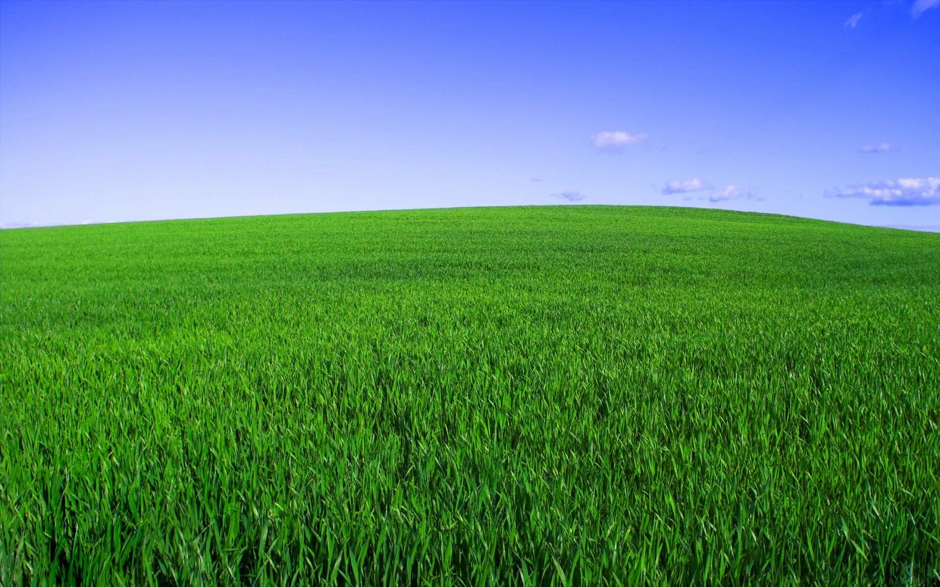 Зеленое поле. Трава поле. Зеленая трава. Трава фон. О какой траве идет речь