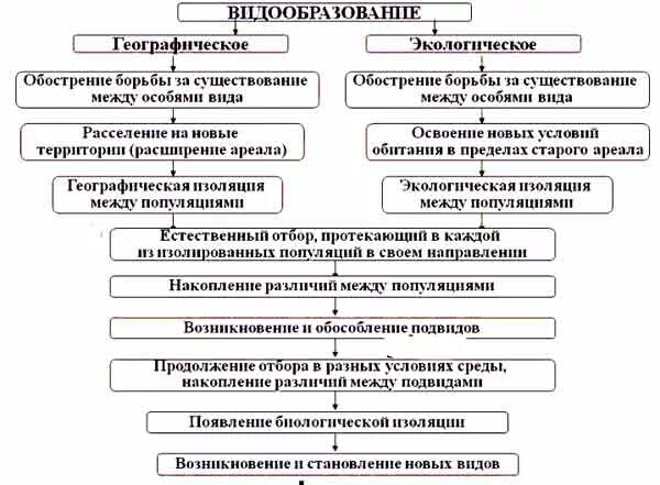 Установите последовательность образования новых видов в природе. Схема географического и экологического видообразования. Таблица сравнения видообразования географического и биологического. Географическое видообразование таблица 9. Географическое и экологическое видообразование таблица.