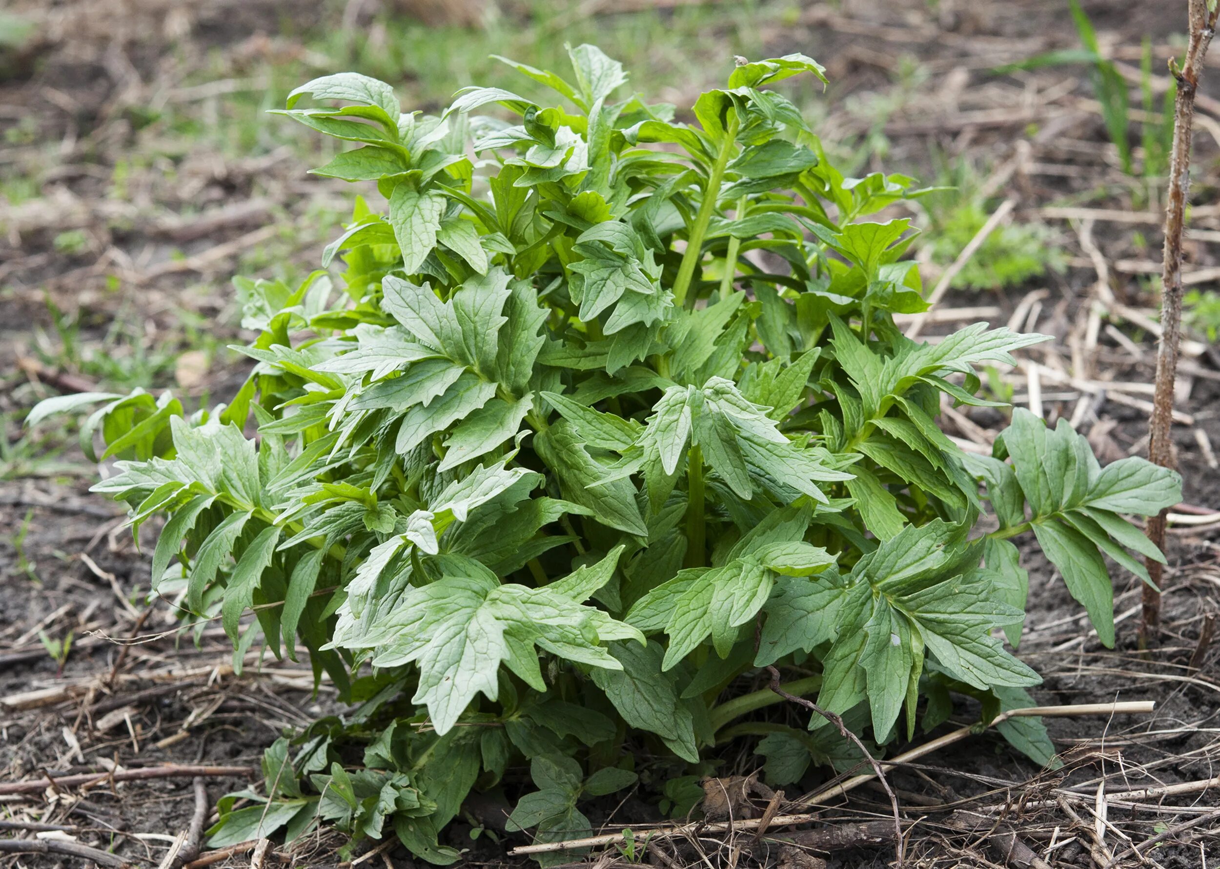 Запах валерьянки. Валериана листья. Valeriana officinalis сеянцы. Куст валерьяны. Валерьянка куст.