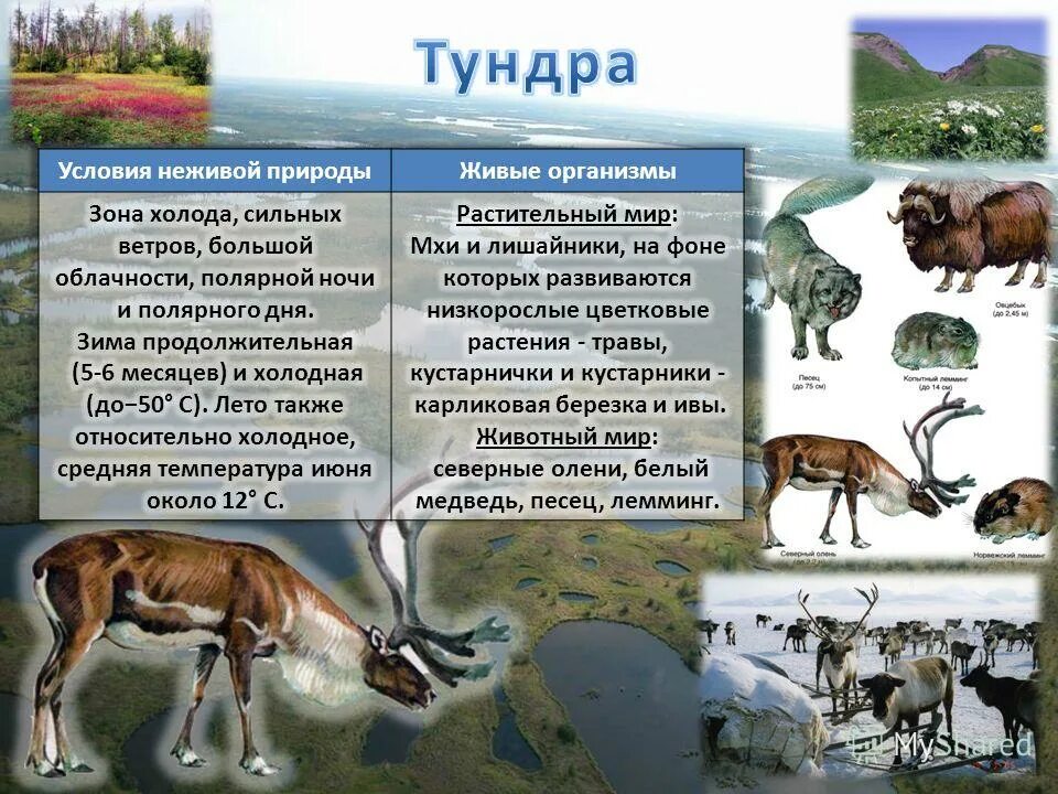 зона тундры животные и растения. живые организмы в разных природных зонах. живые организмы в разных природных зонах. живые организмы в разных природных зонах. живые организмы в разных природных зонах.