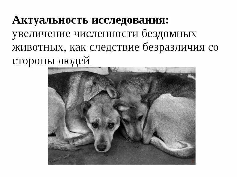 Исследовательская работа проблема бездомных животных. Актуальность бездомных животных. следствия бездомных животных. опрос бездомные животные. рост численности бездомных животных.