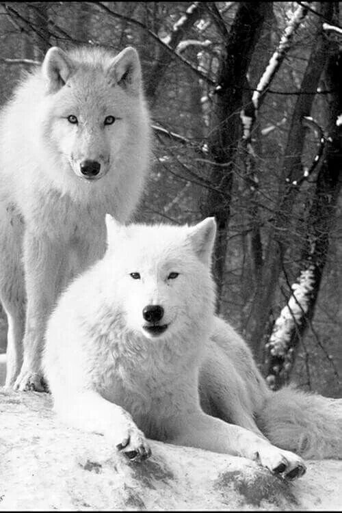sleep time Sleeping wolf, Animals wild, Animal pictures