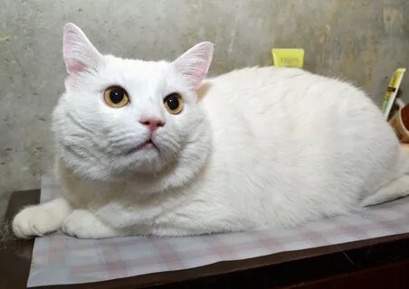 Белый кот барнаул