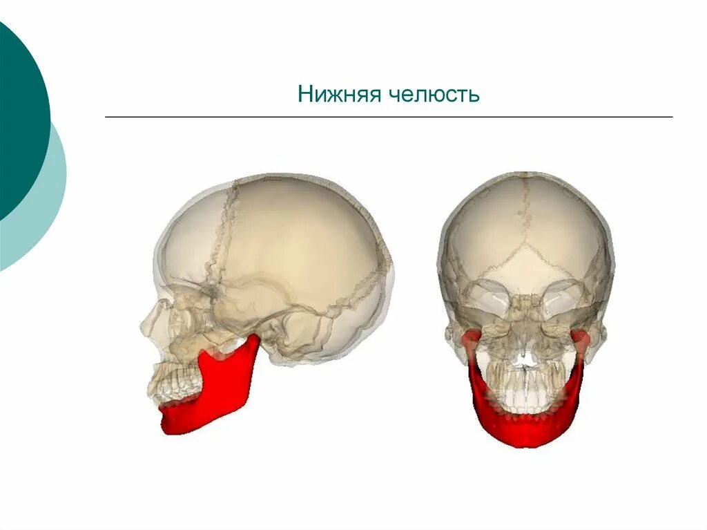 Нижняя челюсть местоположение в черепе. Дисфункция костей черепа. Череп сбоку без нижней челюсти. Нижняя челюсть с другими костями черепа