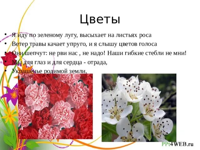 Букет день знаний. Цветок бальзамин железконосный. Цветы стартовая. Geum totally tangerine. Наука о растениях.