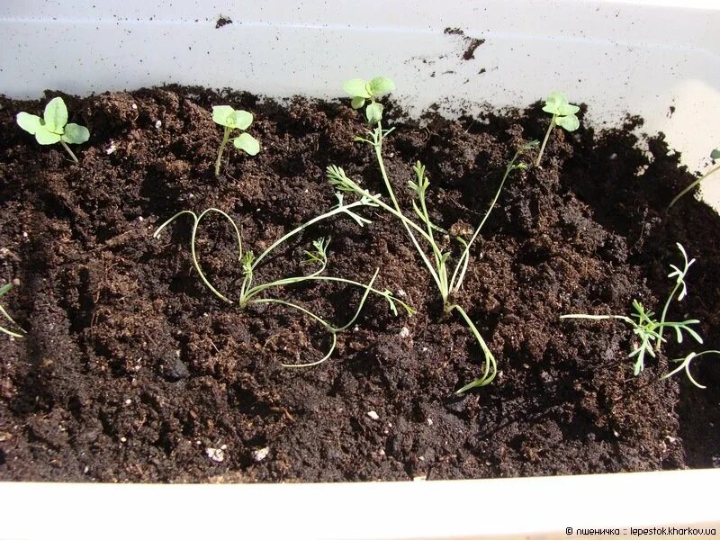 эшшольция рассада. эшшольция выращивание из семян на рассаду. рассада эшшольции фото. эшшольция зорька. эшшольция karminkoenig.