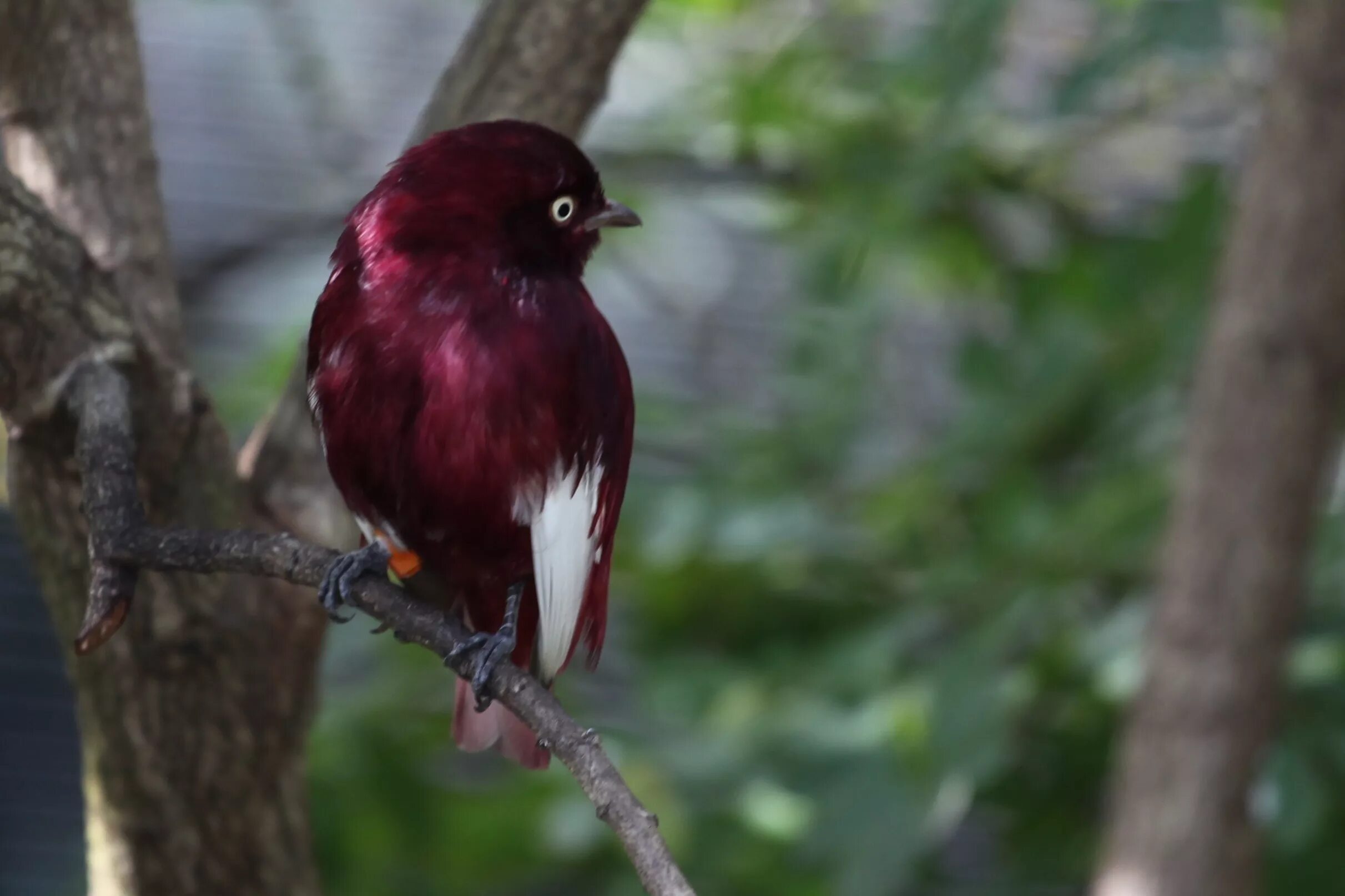 Котинга Помпадур. Котинга-Помпадур / Pompadour Cotinga (Xipholena punicea). Xipholena punicea. Котинга птица.