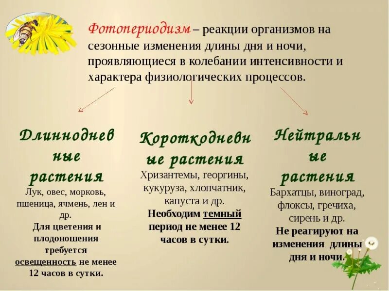 Увеличение продолжительности светового дня фактор среды. Фотопериодизм у растений. Фотопериодизм у растений и животных. Реакция растения на фотопериодизм. Фотопериодизм примеры.