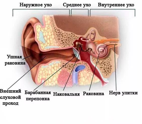 Средняя ухо. Среднее ухо расположено внутри кости. Среднее ухо строение.