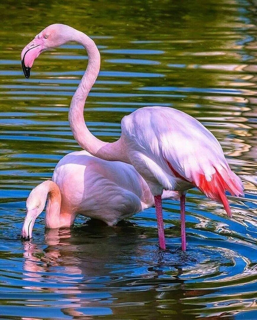 Фламинго. Горделивые Фламинго. Розовый Фламинго птица. Обыкновенный Фламинго. Фломинго