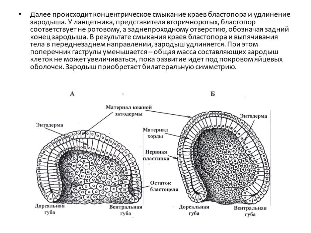 Образуется гастральная полость. Строение ранней гаструлы. Гаструла ланцетника препарат. Бластула бластопор. Строение эмбриона ланцетника.