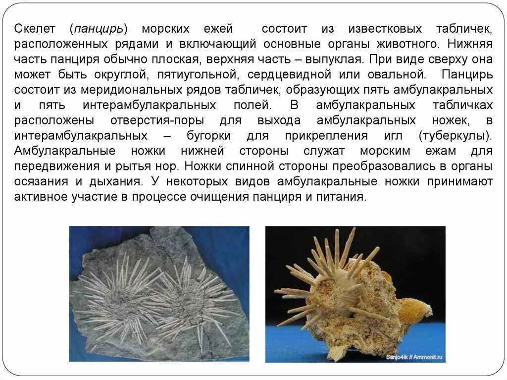 Особенности строения ежа. Скелет иглокожих. Морской еж строение. Скелетный панцирь морского ежа. Строение панциря морского ежа.