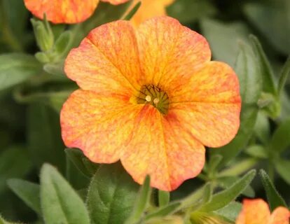 Orange bells