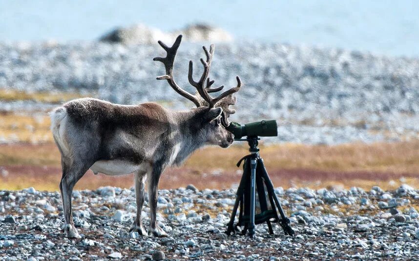 видео прикол олени