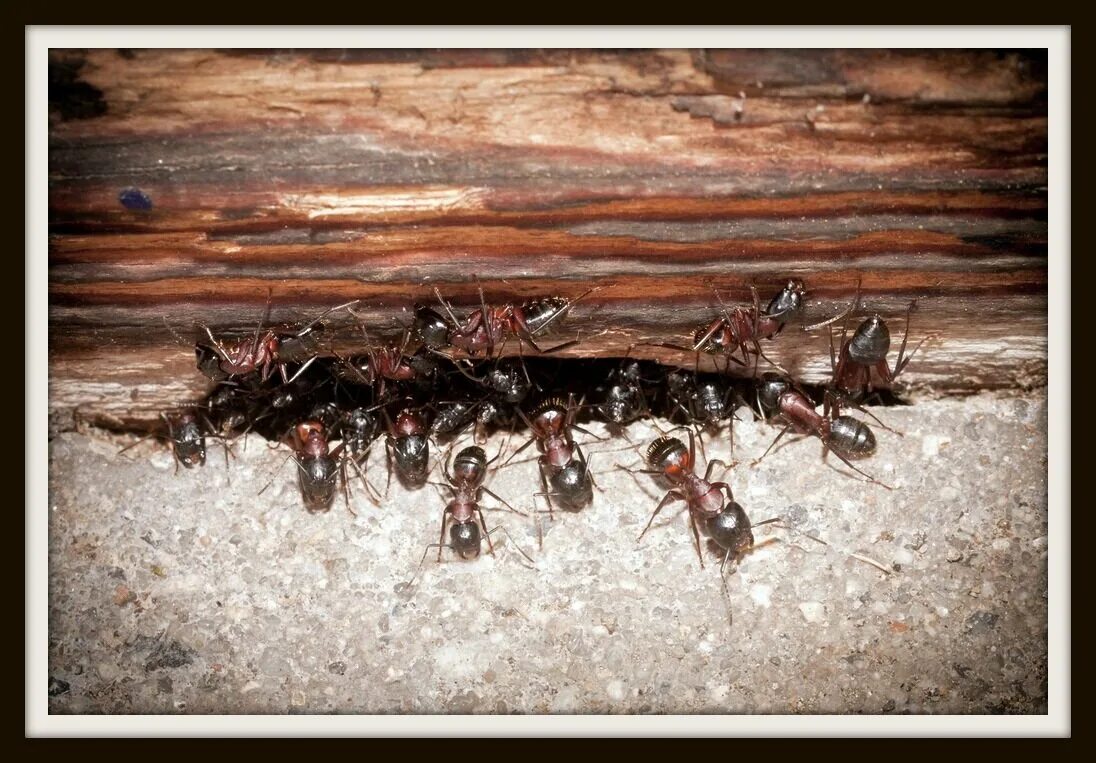 Как избавиться от мелких муравьев в доме. Муравьи в деревянном доме. Насекомые живущие в деревянных домах. Муравьи в квартире. Термиты в доме.