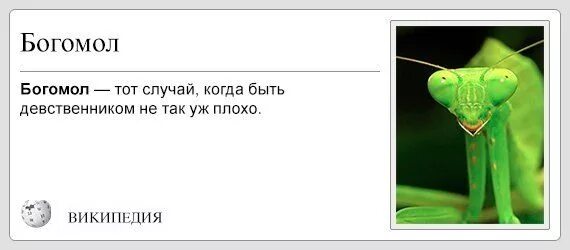 Шутки про самку богомола. Самка богомола приколы. Шутка про богомола. Богомол самка и самец. Самка богомола 4