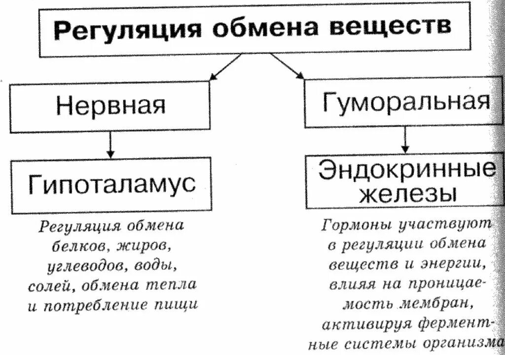 Какие превращения могут происходить в организме. Регуляция обменных процессов в организме. регуляция содержания питательных веществ в организме физиология. регуляция обмена веществ схема. регуляция обмена веществ таблица.