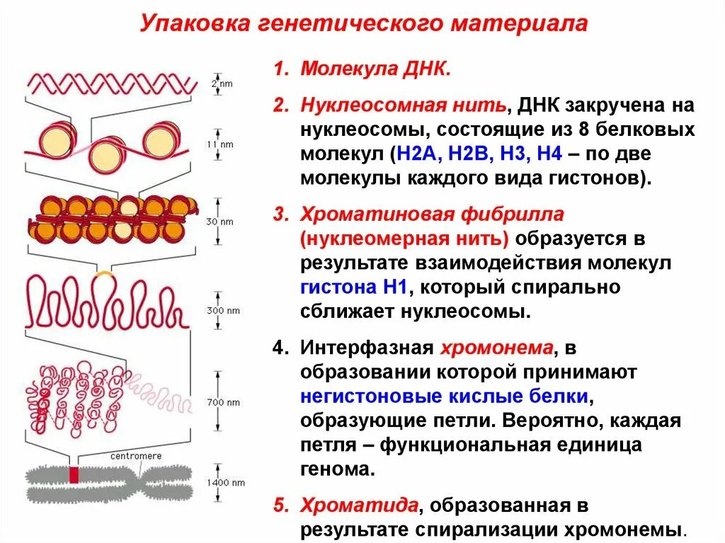 Спирализация молекулы. Нуклеосомная нить строение. Уровни организации хроматина Нуклеосомная нить. Уровни упаковки ДНК. Уровни упаковки генетического материала.