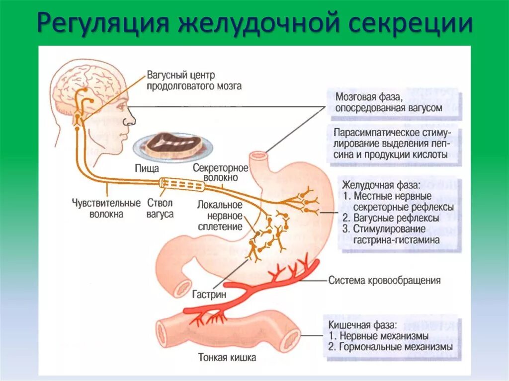 Пищевой центр в мозге. Желудочная фаза секреции желудочного сока схема. Желудок фазы секреции желудочного сока. Фазы регуляции секреции желудочного сока. Регуляция секреции желудочного сока схема.