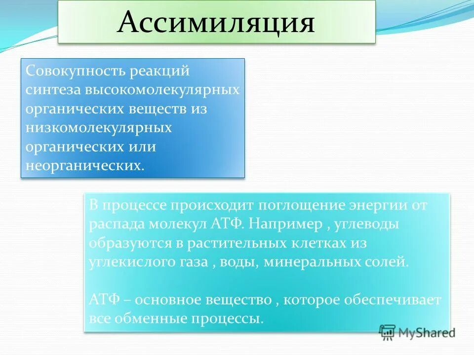 Пример процесса ассимиляции в организме человека