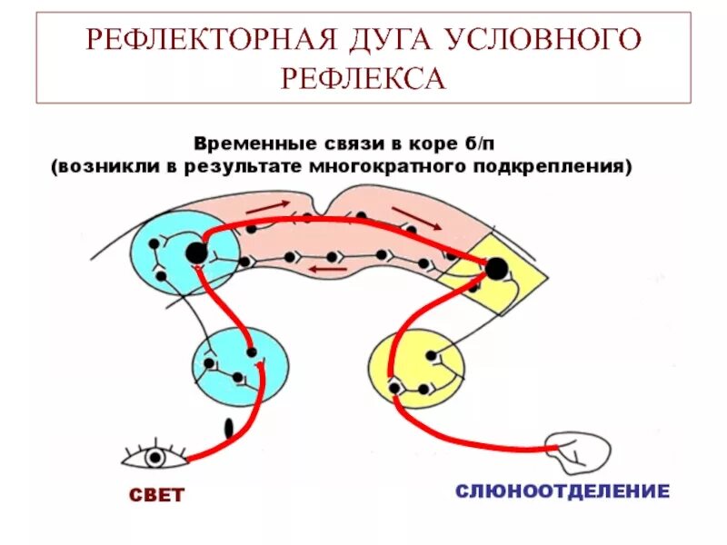 Рефлекс сужения зрачка. Рефлекс сужения зрачка