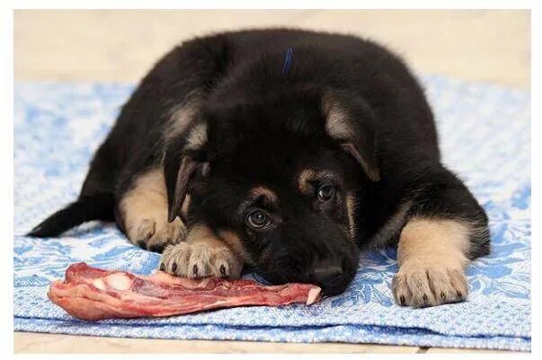 Best quality German shepherd dog for sale in very low price German Shepherd pupp
