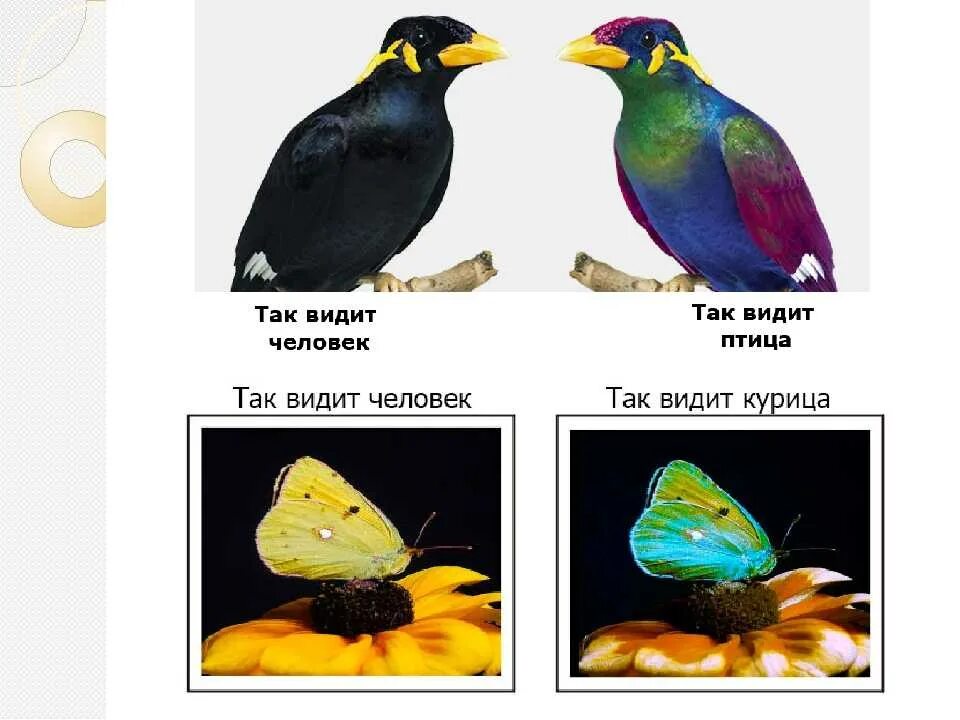 Птицы видят в темноте. Цветное зрение у птиц. Цветовое зрение у животных. Животные различают цвета. Птицы различают цвета.